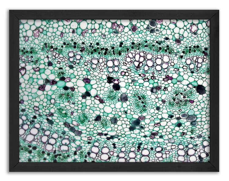 Cross-section through a Ficus leaf - 4