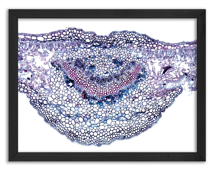 Przekrój liścia oleandra