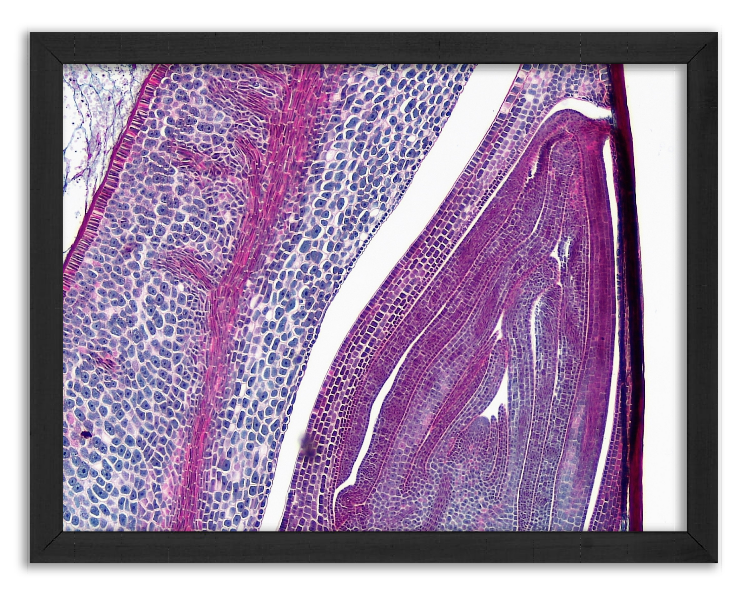Cross-section through a corn grain