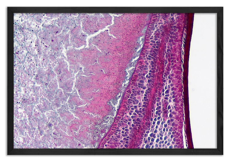 Cross-section through a corn grain - 2