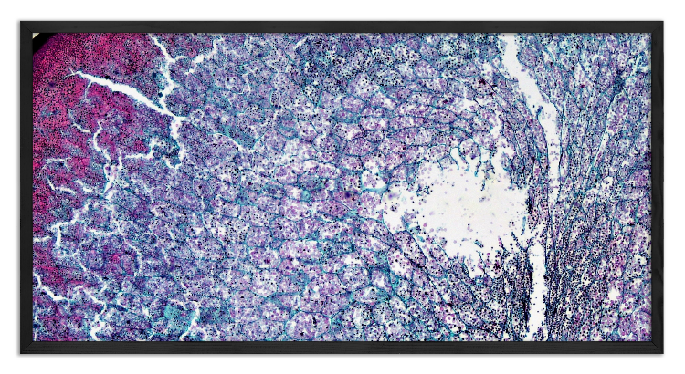 Cross-section through a corn grain - 4