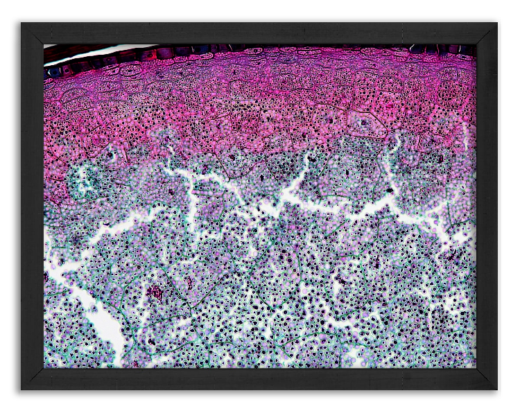 Cross-section through a corn grain- 5