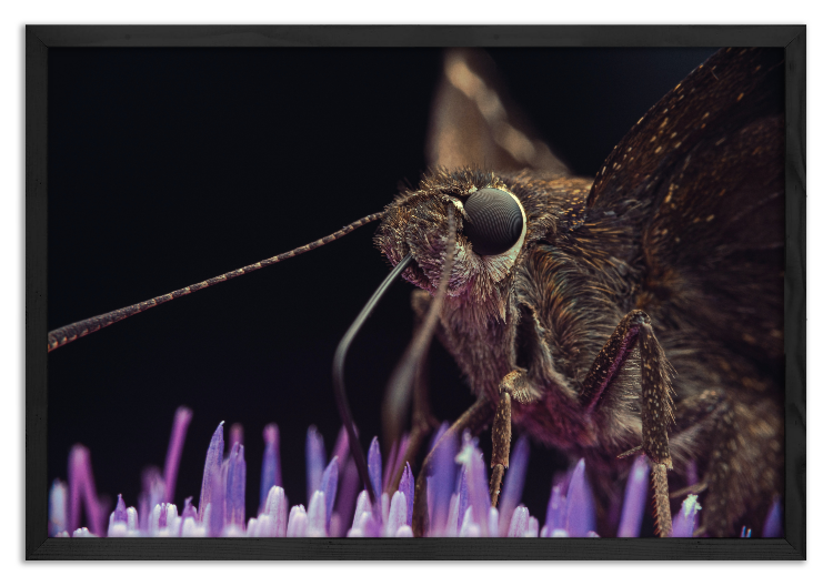 Motyl na świeżo rozkwitłym oście