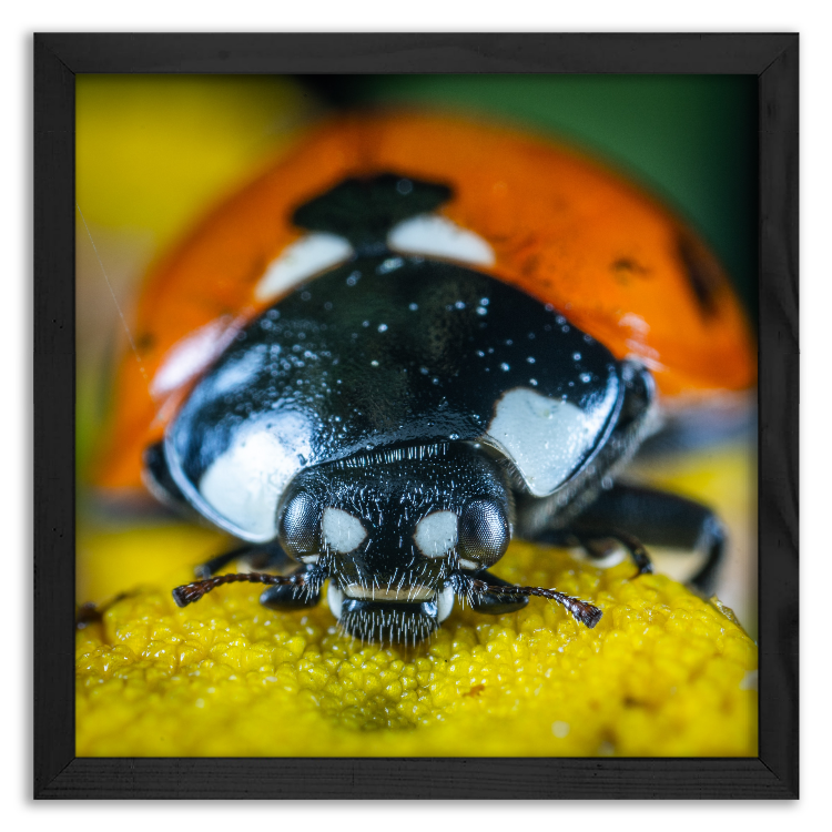 Encounter with a Ladybug