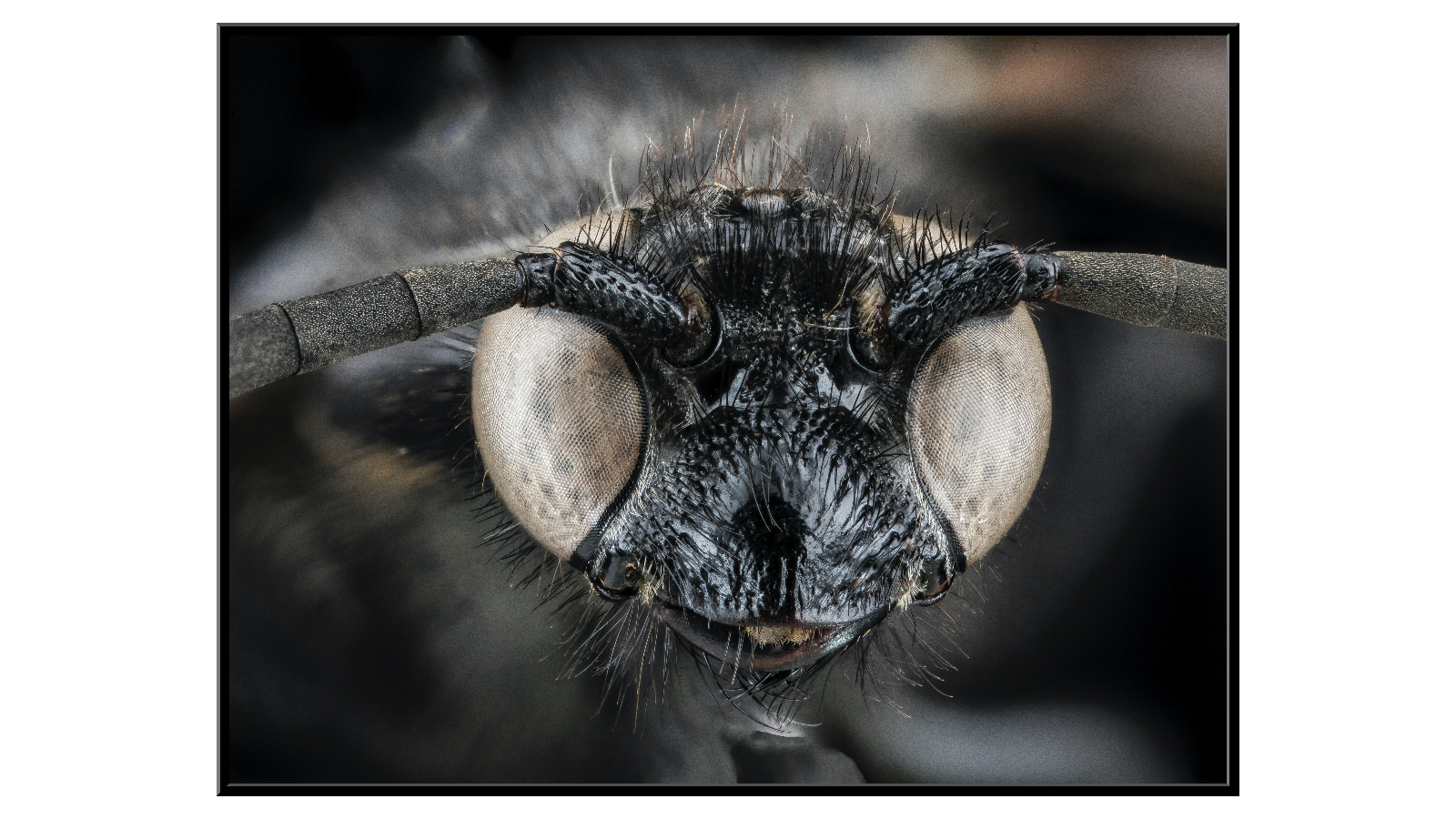 Eye to Eye with the Wasp Scolia Bicincta