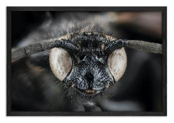 Eye to Eye with the Wasp Scolia Bicincta