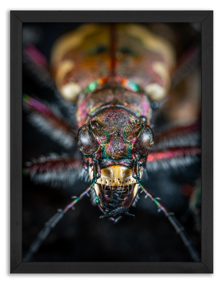 Face to face with a cockchafer