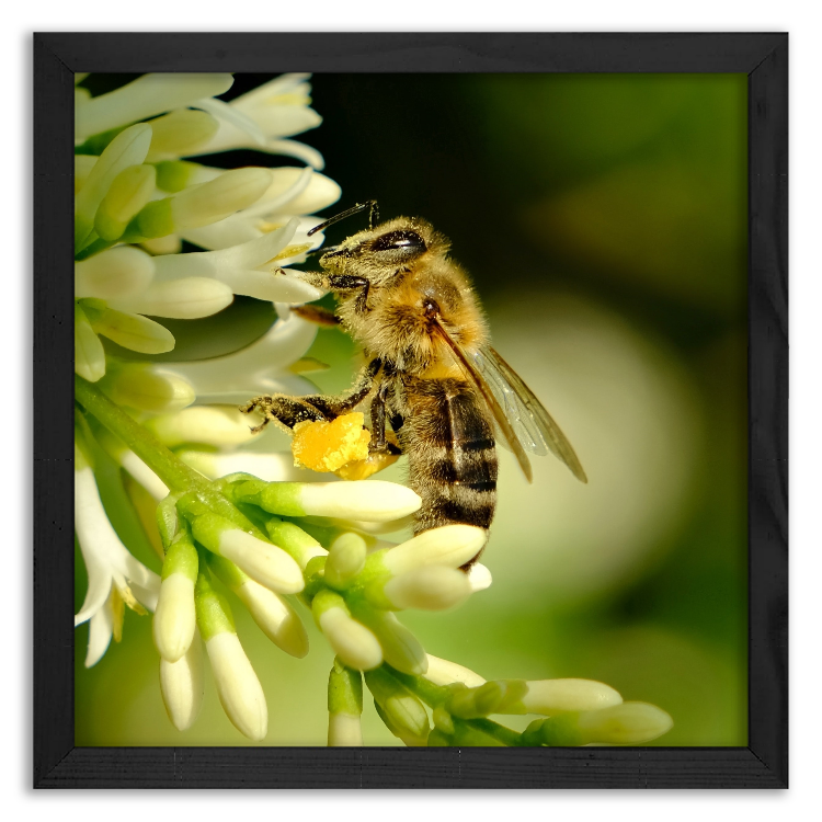 Pszczoła zbierająca pyłek