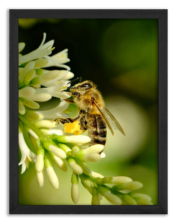 Pszczoła podczas zbierania pyłku