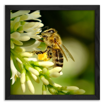 Pszczoła zbierająca pyłek