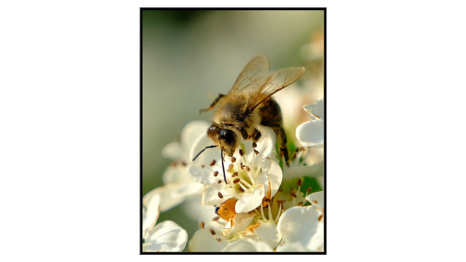 Pszczoła podczas zbierania pyłku