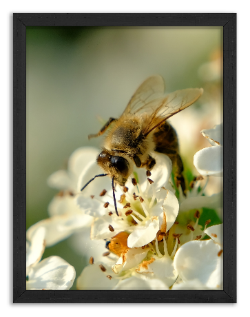 Pszczoła zbierająca pyłek - 2