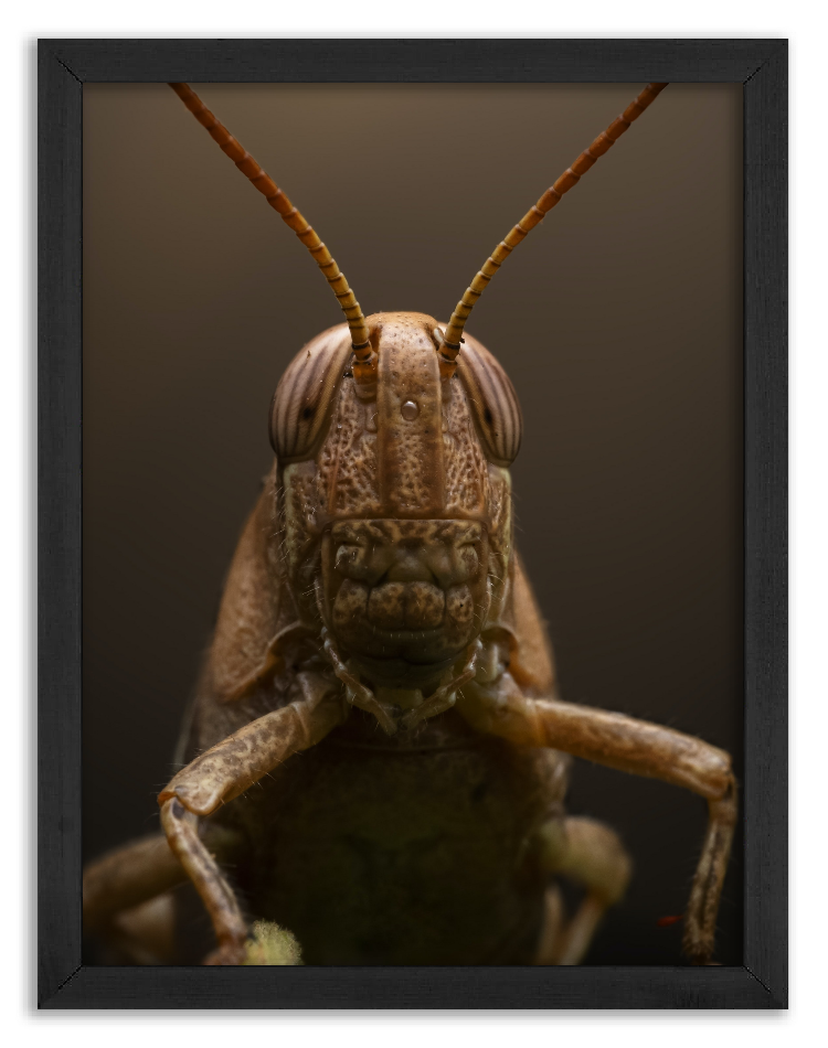 Talk to the field grasshopper