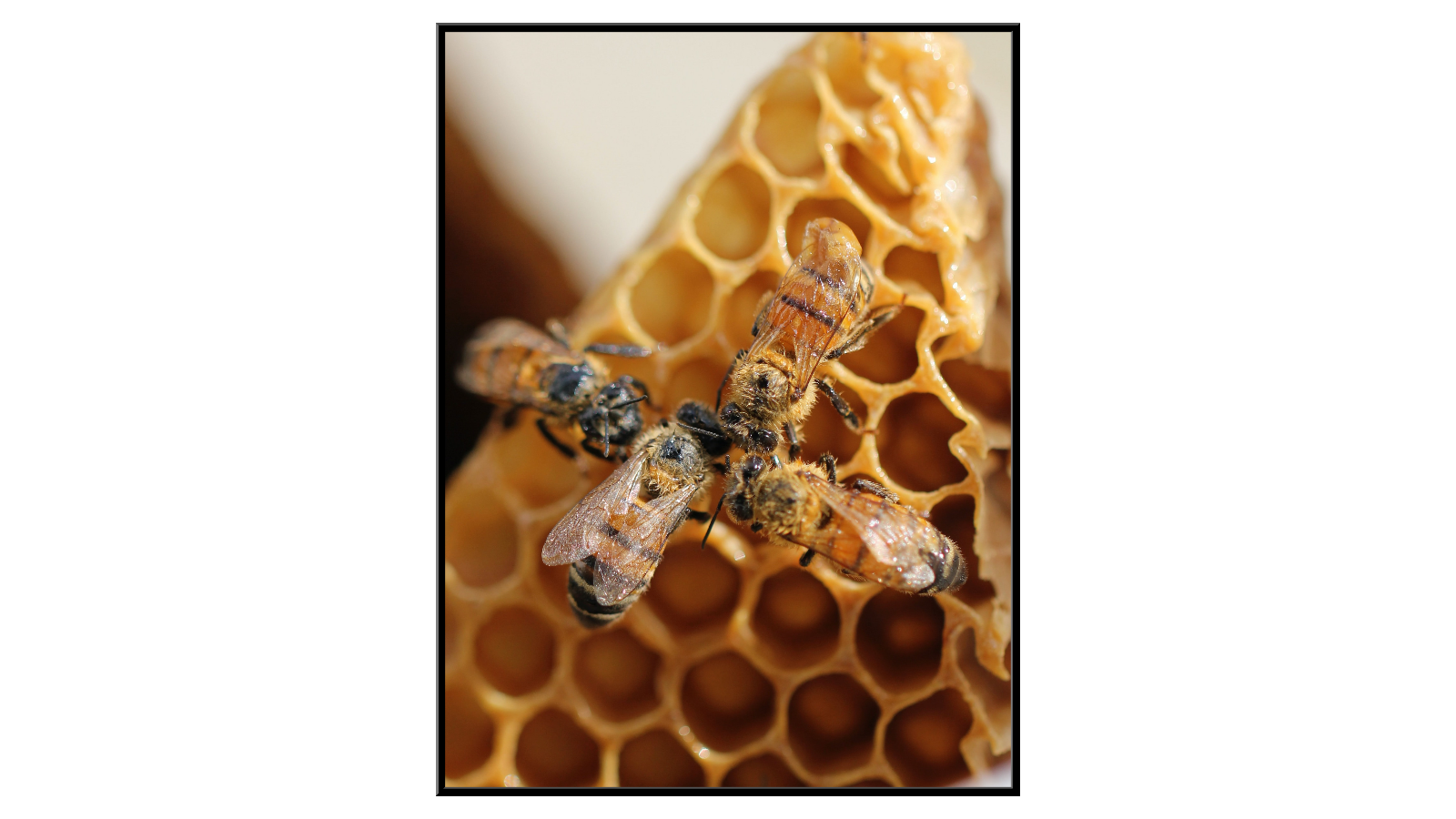 Cztery pszczoły na plastrze miodu