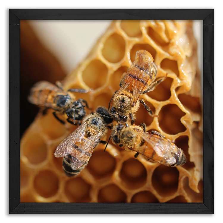 Four honey bees on a honeycomb