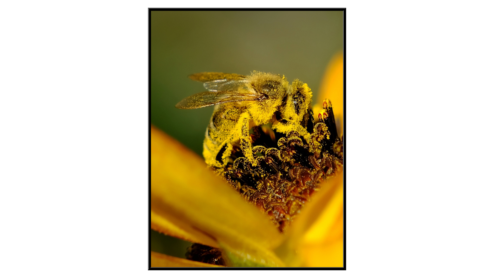Pszczółka cała w pyłku