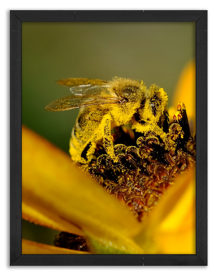 Honey bee covered in pollen