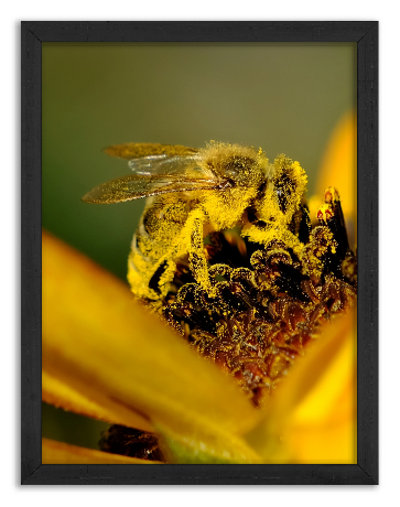 Pszczoła miodna cała w pyłku