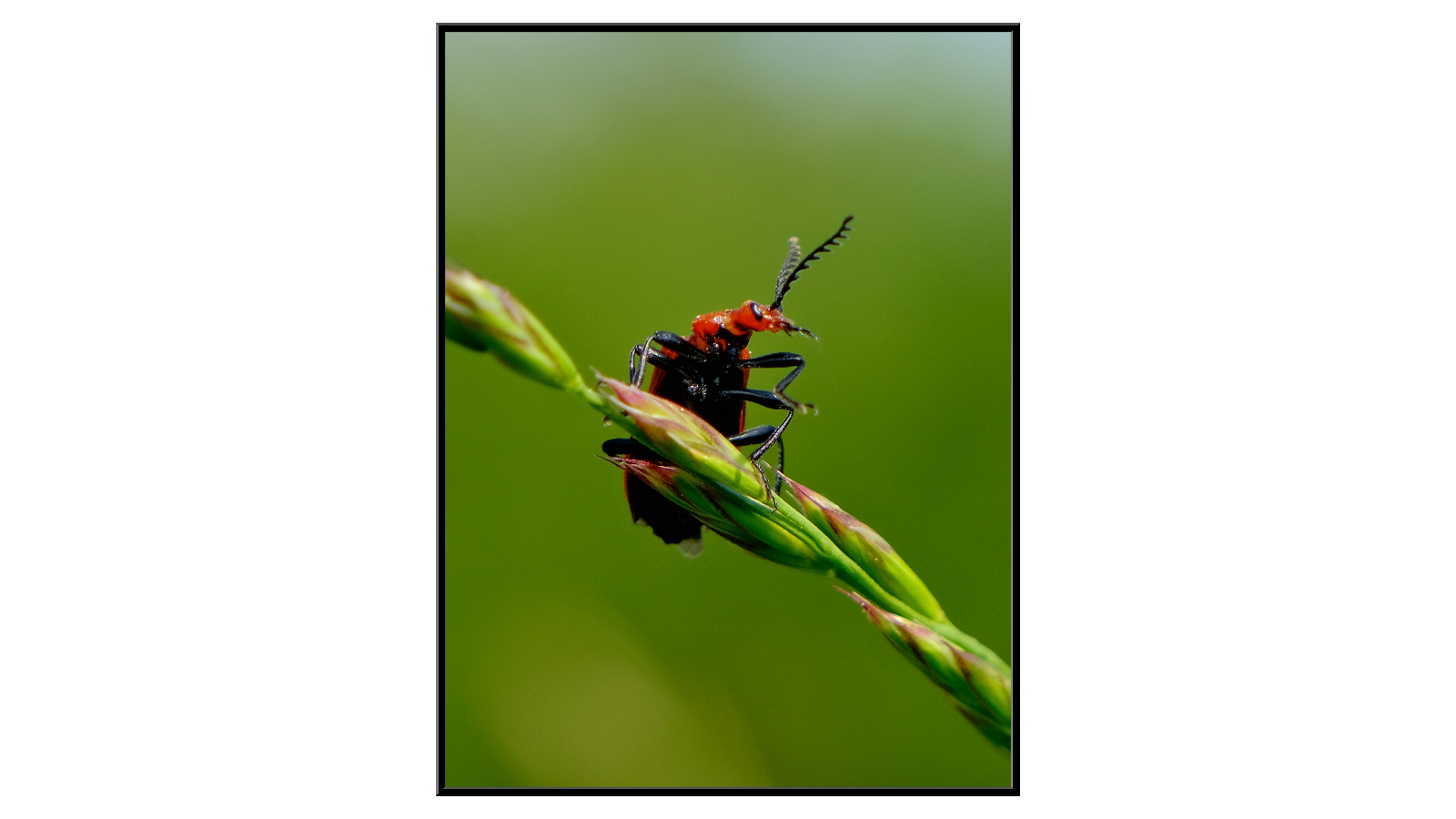 Beetle looking around