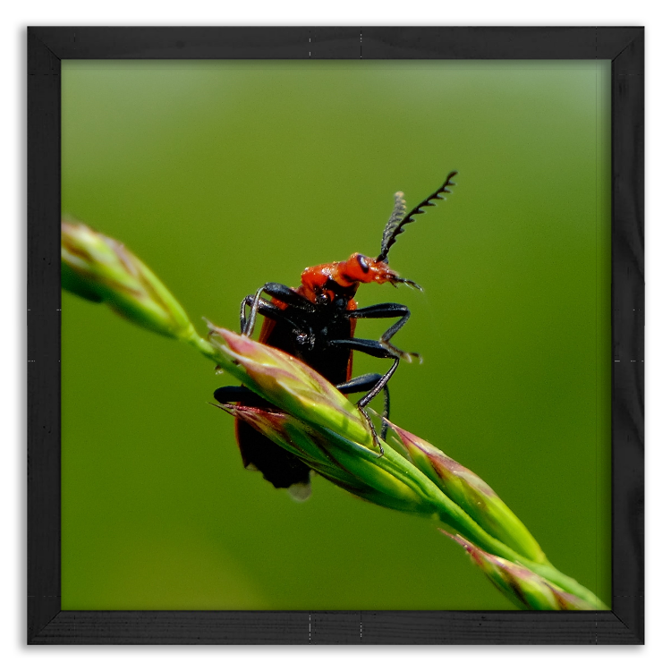 Beetle looking around