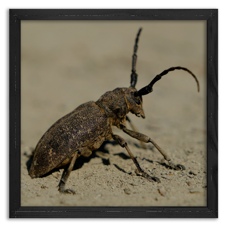 Chrząszcz kózkowaty