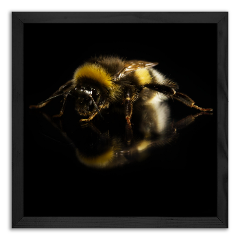Dzika pszczoła