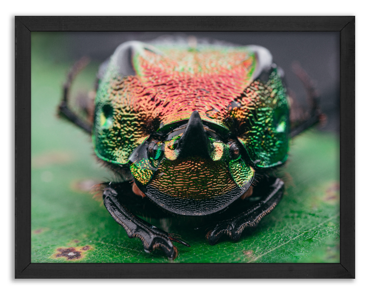 Rainbow scarab beetle