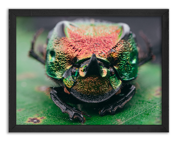Rainbow scarab beetle