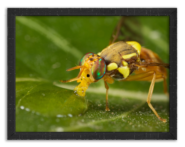 Insect drinking a drop of water