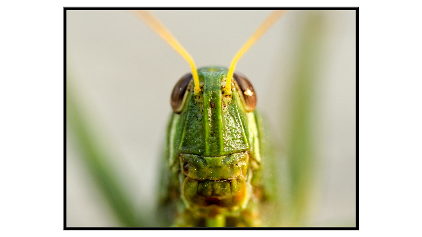 Grasshopper Portrait