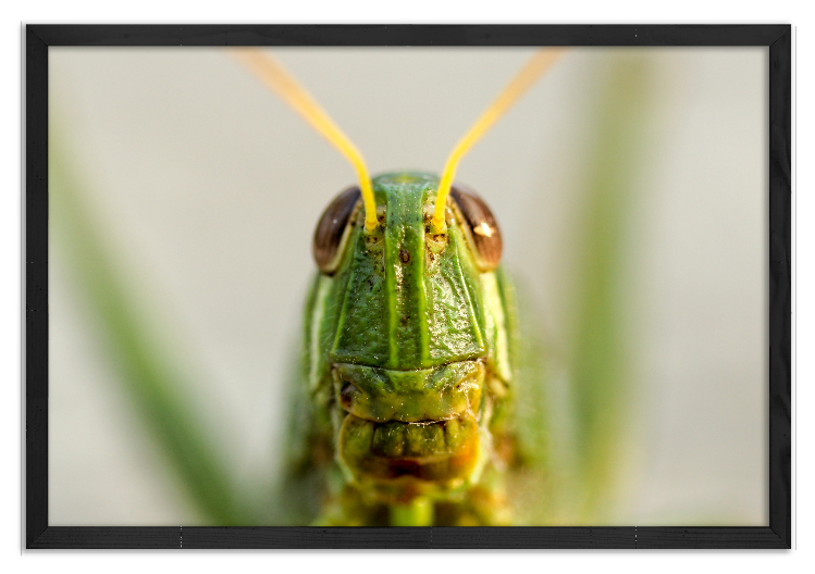 Grasshopper Portrait