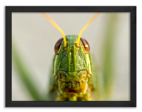 Grasshopper Portrait