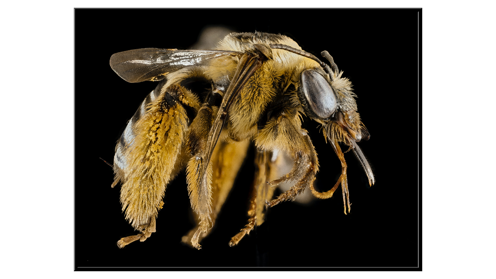 Duża pszczoła z rodziny Svastra