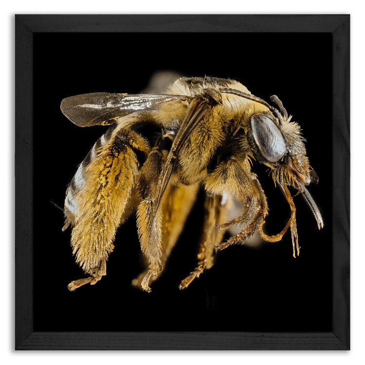 Large Bee from Svastra Family