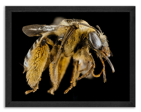Duża pszczoła z rodziny Svastra