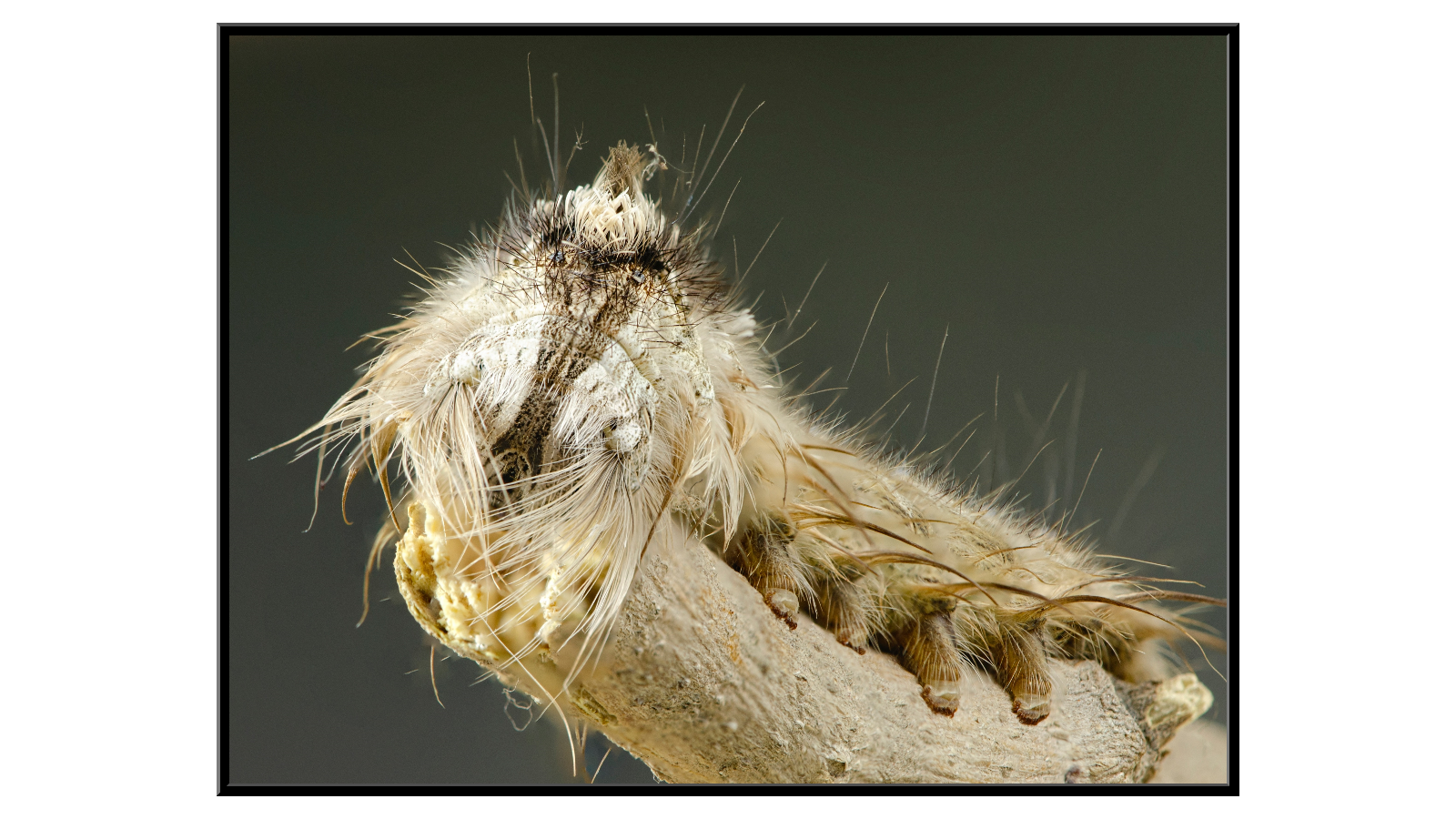 Forest Tent Caterpillar Mimicking a Twig