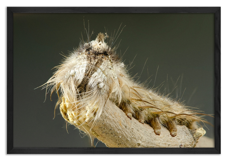 Forest Tent Caterpillar Mimicking a Twig