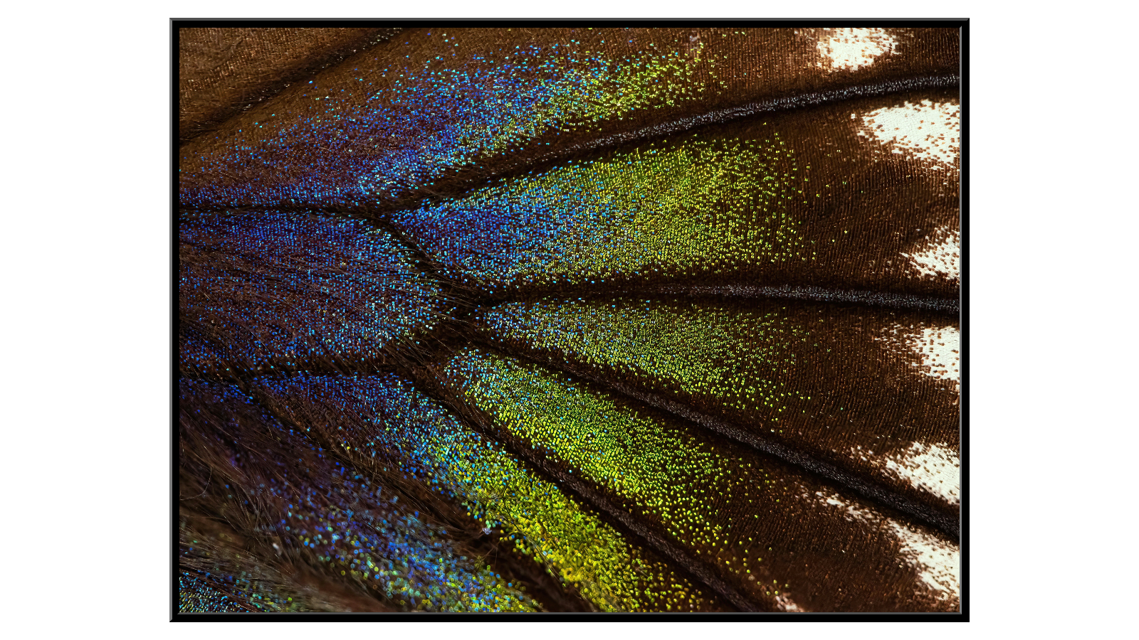 Colorful butterfly wing under the microscope
