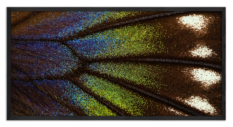 Kolorowe skrzydło motyla pod mikroskopem