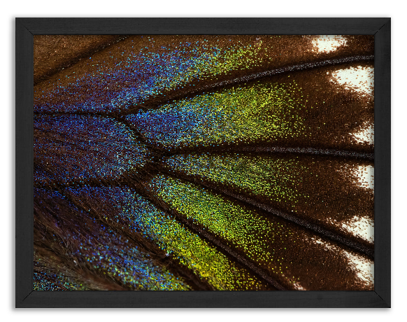 Colorful butterfly wing under the microscope