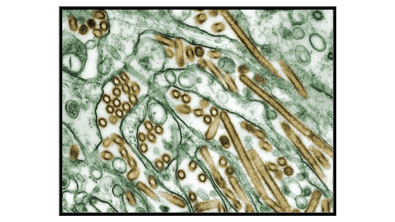 Wirus ptasiej grypy A H5N1 - zdjęcie z 1997 roku