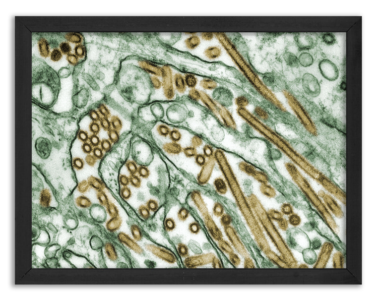 Avian Influenza A H5N1 Virus - 1997 Image