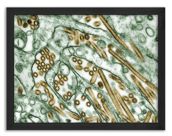 Zdjęcie wirusa ptasiej grypy z 1997