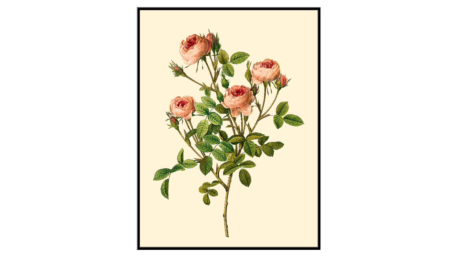 Rose variety de Meaux - Pierre-Joseph Redouté