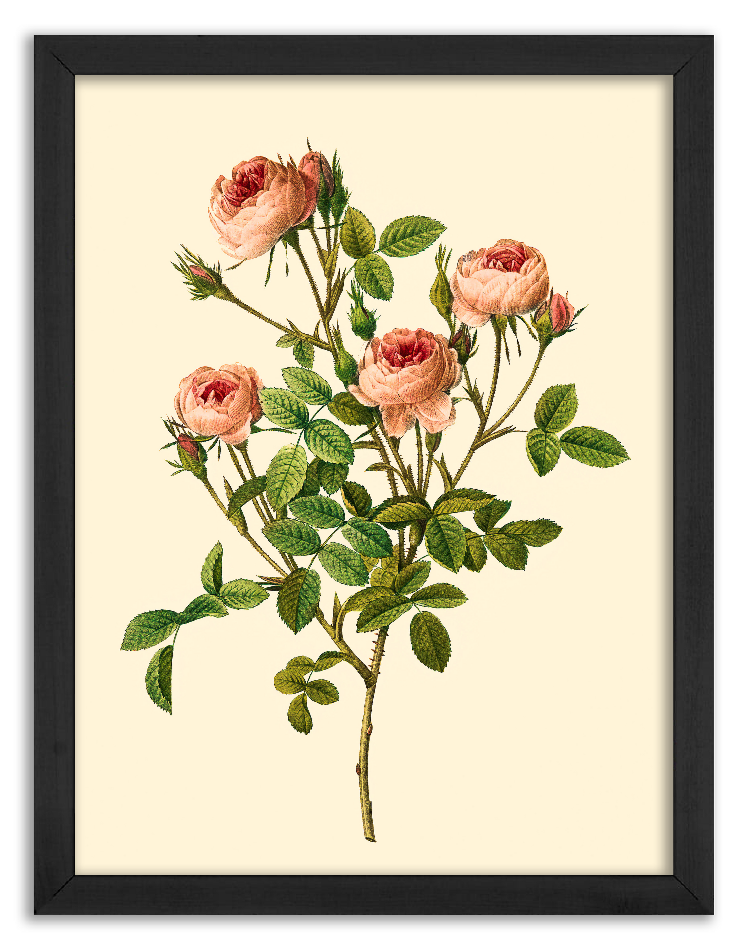Rose variety de Meaux - Pierre-Joseph Redouté