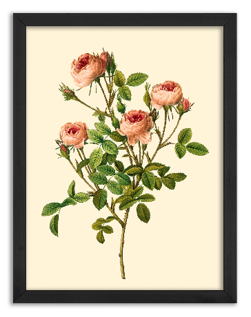Rose variety de Meaux - Pierre-Joseph Redouté