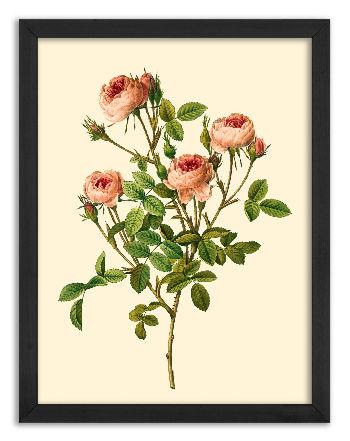 Róża odmiany de Meaux - Pierre-Joseph Redouté
