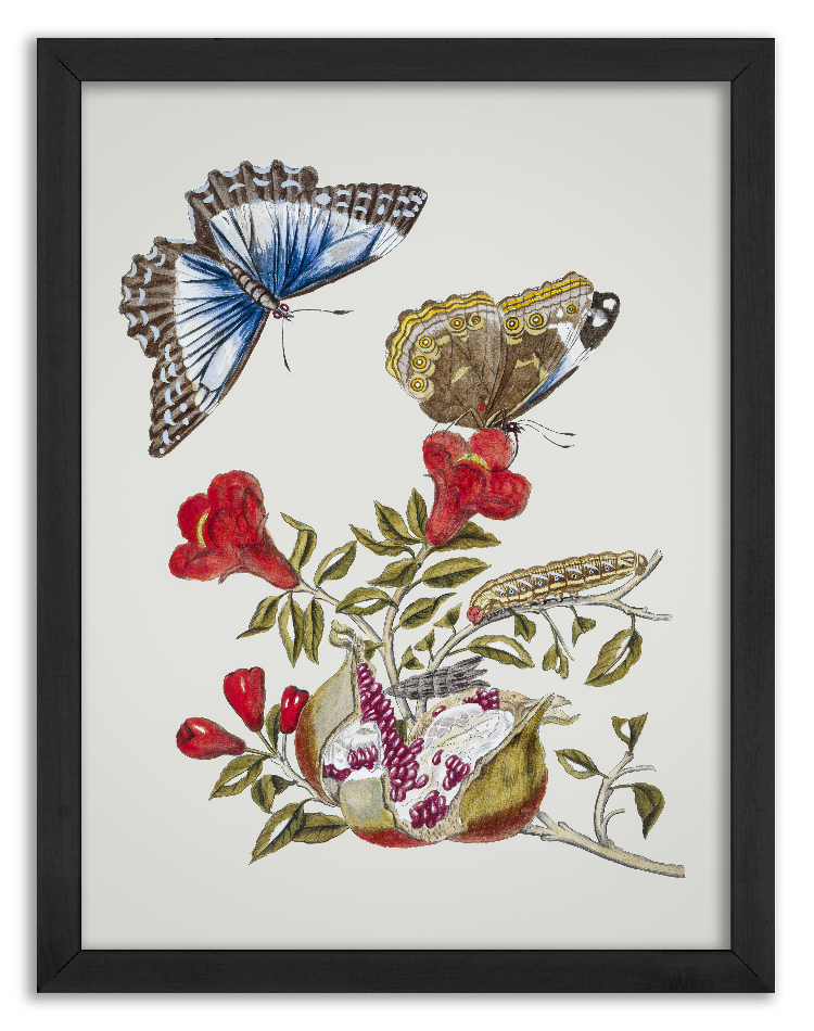 Butterfly on a red flower