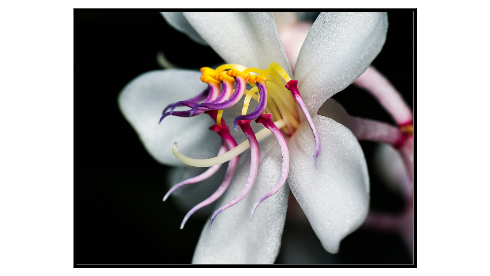 White flower with yellow and purple stamens