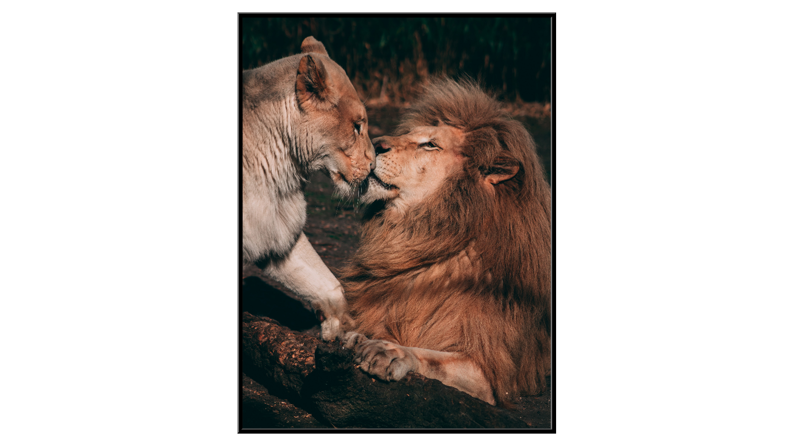 Miłość między lwami